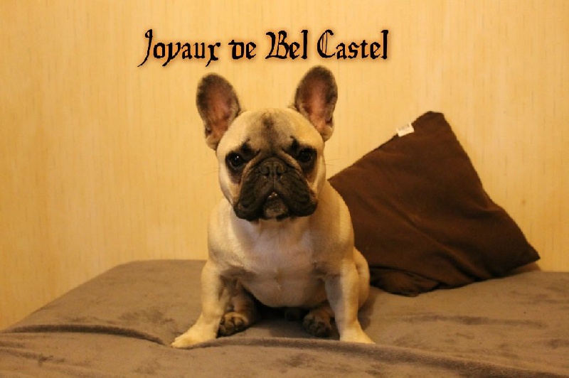 Jerry Des Joyaux De Bel Castel
