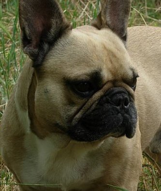 Diégo Des molosses du clos de bordeneuve