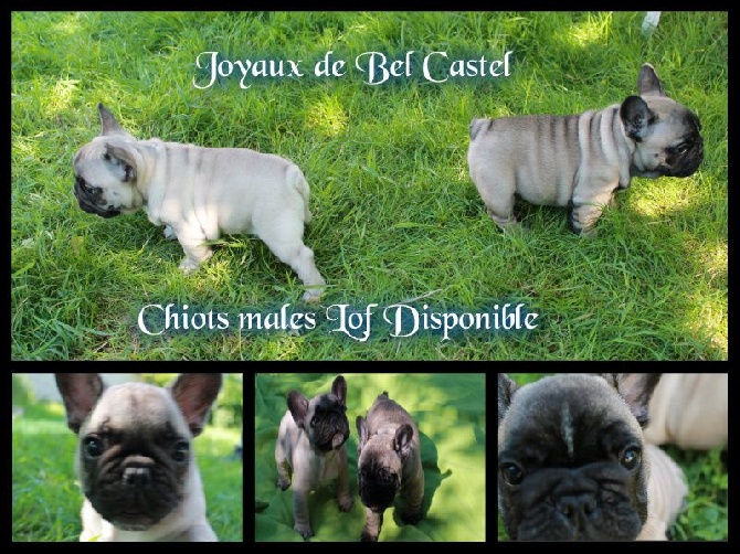 Des Joyaux De Bel Castel - Disponible