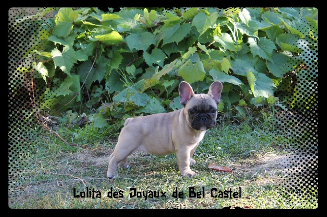 Des Joyaux De Bel Castel - Disponible