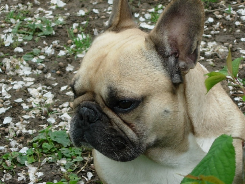 Mes bouledogues tout simplement