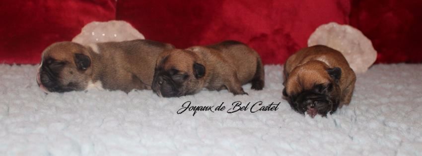 Des Joyaux De Bel Castel - Bouledogue français - Portée née le 27/06/2017